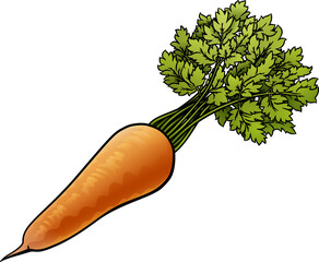 Carrot Vegetable Cartoon Illustration