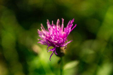 purple flower