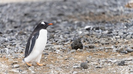 Naklejka premium Eselspinguin (Pygoscelis papua) auf Half Moon Island auf den Süd-Shettland-Inseln vor der Antarktis 
