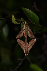 Moth Mating