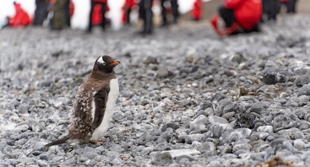 Gentoo penguin (Pygoscelis papua) on Crescent Island in the South Shetland Islands off Antarctica -...