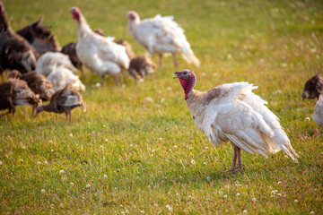 Turkeys walk on the grass in a green meadow in a pasture. Animal husbandry and agriculture in the mountains. Handsome male turkey close-up.