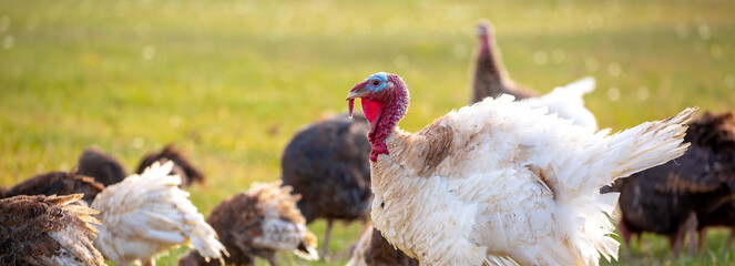 Turkeys walk on the grass in a green meadow in a pasture. Animal husbandry and agriculture in the mountains.