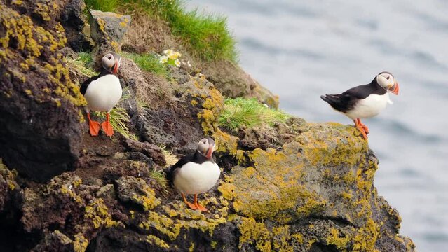Group of Atlantic Puffins resting in front of their burrows on the cliffs of  Borgarfj&ouml;r&eth;ur eystri, Eastern Iceland