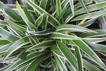 Spider plants also go by the names “airplane plant,” “ribbon plant,” and “spider ivy.” Spider plants are originally from South Africa.