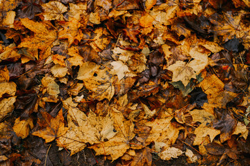 Fallen yellowed foliage. Yellow leaves. Park or forest in autumn. There are a lot of yellow leaves...