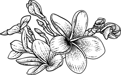 Obraz premium Plumeria Frangipani Tropical Bali Flower Drawing
