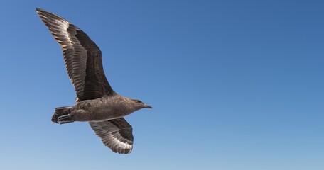 Subantarktikskua (Catharacta lonnbergi) im Flug über der Drake Passage