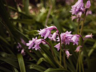 flowers in the garden