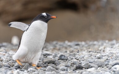 Eselspinguin (Pygoscelis papua) auf Half Moon Island auf den Süd-Shettland-Inseln vor der Antarktis	