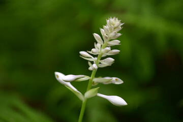 オオバギボウシ