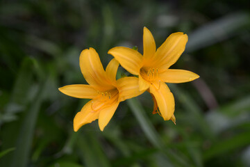 ニッコウキスゲ