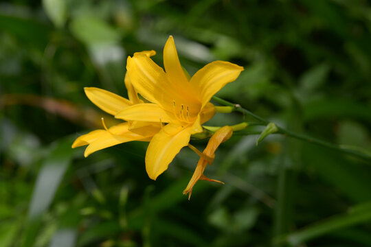 禅庭花images Browse 196 Stock Photos Vectors And Video Adobe Stock