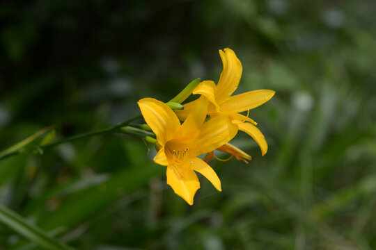 禅庭花images Browse 196 Stock Photos Vectors And Video Adobe Stock