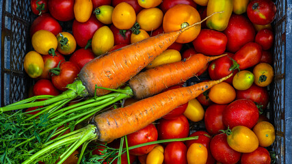 tomatoes, carrots on the table.Carrots, tomatoes just picked in the garden on wooden boards. carrots & tomatoes.