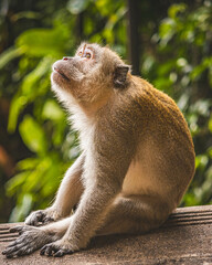 close up of a deep thinker monkey