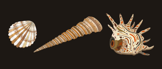 Obraz premium Vector collection of three various seashells of usual shape with decorative spots. Isolated on dark brown background.