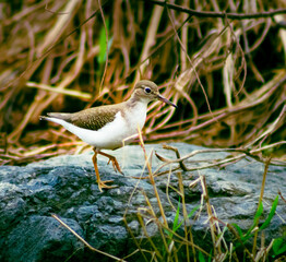 bird Sandpiper on rococca on the river bank
