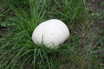 Riesenbovist auf der Wiese