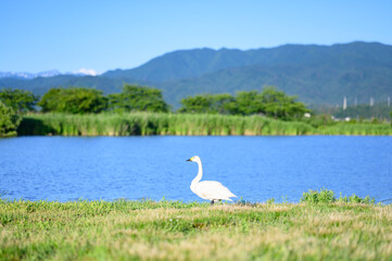 水辺に佇む白鳥