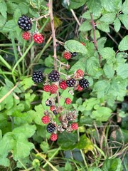 blackberry bush with berries