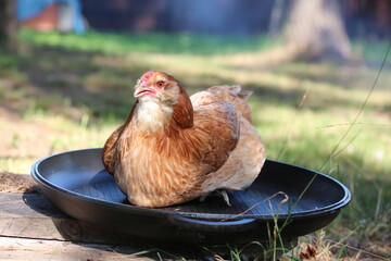 Brown hen on the cast Iron. Сhicken before cooking.
