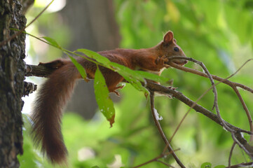 squirrel lying relaxing on branch of tree in the city park