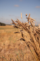 Ears of wheat on the field