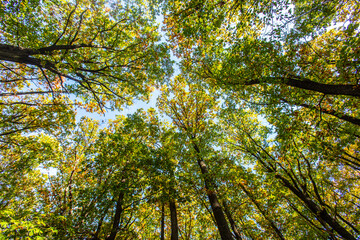 colorful autumn forest