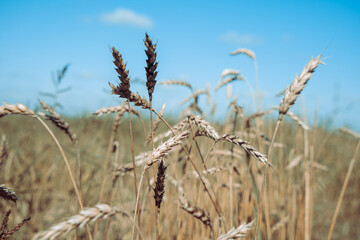 Ears of wheat on the field