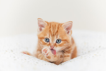 Fototapeta na wymiar süßes Britisch Kurzhaar Kätzchen