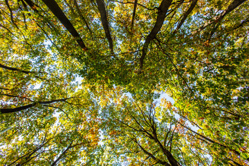 colorful autumn forest