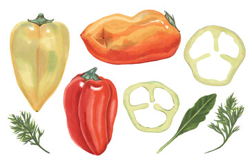 A collection of peppers of different colors. Whole fruits, pieces of pepper, arugula and dill. Hand-drawn. Marker art