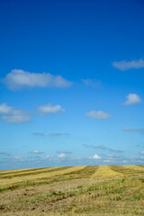 Ears of wheat on the field