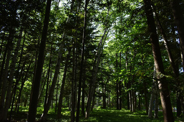 Fototapeta premium The beautiful summer green colored of the deep forest in Sapporo Japan