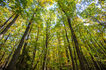 green forest in the morning