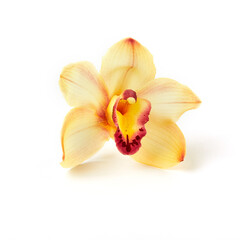 Fototapeta na wymiar Cymbidium orchid flower on white background