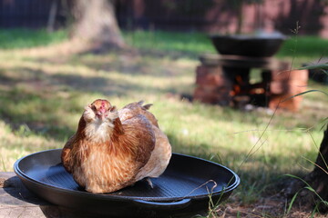Brown hen on the cast iron and cauldron on fire on the background. Сhicken before cooking.
