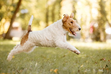Wire Fox Terrier dog at the park. Dog portrait. Walking with dog. Lifestyle pet photo. Fall season