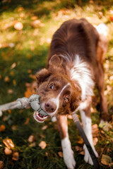 Border Collie dog playing with owner at the park. Walking with dog. Lifestyle pet photo. Dog portrait. 