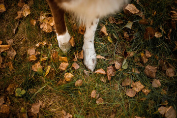 Autumn. Dog standing near the leaf. Maple leaves. Fall season. Autumn. Dog paws