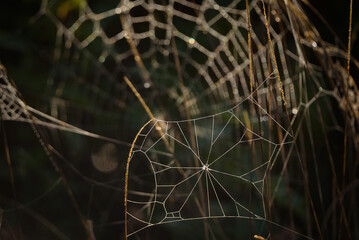 COBWEB - Drops of morning dew on a spider web