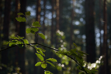 LEAVES IN THE FOREST - Natural environment in the sunshine