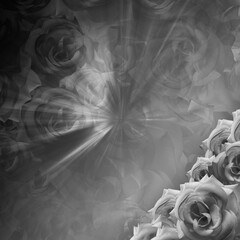 black and white blur rose flowers on speed gradient black and grey background, nature, template, banner, decor, copy space
