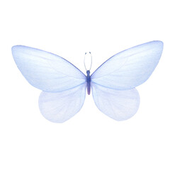 Watercolor illustration of tender blue butterfly
