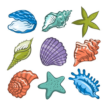 Seashells and starfish set. Snail sea shell. Marine underwater twisted seashell. Spiral shape. Undersea mollusc. Animal and wildlife. Cartoon isolated art illustration hand drawn. Vector sketch