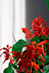 Close view of Salvia flowers with lush green leaves. The bright red petals are brightly lit by the sun's rays through the window. The plant is indoors against a light wall with shadows and silhouettes