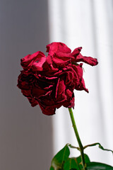 A dried rosebud is illuminated by the sun's rays on a light background. A symbol of fading beauty, passing love, sadness, aging.