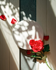 A fresh red rose and a white round canvas are on a white wooden background. Petals scattered around. Plant shadows fall on the table. Romantic flower arrangement with copy space. Flat lay. Top view.