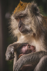 close up of a monkey mama holding her newborn tight 